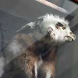 ...e alcune specie malformate. In un ripiano � possibile infatti �ammirare� una capra che presenta sei zampe, due musetti e quattro occhi...